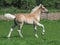 Cute Haflinger Foal