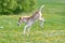 Cute Haflinger foal frolicking across a spring meadow