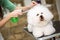 Cute hairstyle for bichon frise