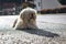 Cute hairy dog laying on the street