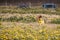 Cute hairy dog running in the flower field on a sunny day