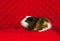 Cute hairy pet on a red background. Tricolor guinea pig