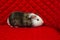 Cute hairy pet on a red background. Tricolor guinea pig. Side view