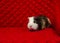 Cute hairy pet on a red background. Tricolor guinea pig. Side view