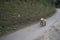 Cute hairy running cockapoo dog: fast, speedy leap down a country road