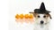 CUTE HALLOWEEN DOG WITCH OR WIZARD HAT COSTUME LYING DOWN AND P