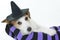 CUTE HALLOWEEN DOG WITCH OR WIZARD HAT LYING DOWN ON PURPLE AND