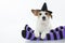 CUTE HALLOWEEN DOG WITCH OR WIZARD HAT SITTING OVER PURPLE AND