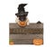 Cute halloween pug puppy dog with witch hat and pumpkins and wooden board sign with letters halloween
