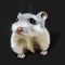 Cute hamster - illustration