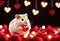 Cute hamster with inflatable balloon in shape of heart. Festive banner with Valentine\\\'s day background