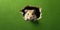 Cute Hamster peeking out of a hole in wall, torn hole, empty copy space frame, mockup. Generative AI weber.