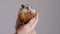 Cute hamster sits in the child\'s arms and eats cookies
