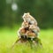 cute hamsters is sitting on a pebble against