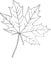 Cute hand drawn leaf of maple in doodle style isolated on white background