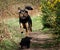 Cute Hansome looking dog jumping