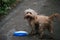 A cute happy apricot sandy golden cockapoo dog playing fetch with a frisbee