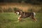 Cute, happy and beautiful Young Shikoku Dog running fast In the Meadow at sunset