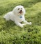 Cute, happy, Bichon Frise dog with clean white fur playing with chew toy bone outdoors on grass lawn