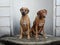 Cute happy big dog sitting on marble platform with side head tilt looking at camera