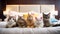 Cute happy cats at pet friendly hotel, holidays trip with pet concept. Generative AI