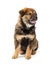 Cute Happy Chow Crossbreed Puppy on White