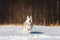 Cute, happy and crazy beige and white dog breed siberian husky running on the snow in the winter field