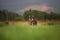 Cute, happy and crazy Young Shikoku Dog running fast In the Meadow at sunset