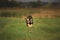 Cute, happy and crazy Young Shikoku Dog running fast In the Meadow at sunset