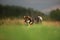 Cute, happy and crazy Young Shikoku Dog running fast In the Meadow at sunset