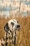 Cute happy dalmatian dog puppy laying on autumn grass