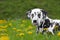 Cute happy dalmatian dog puppy laying on fresh summer grass