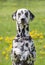 Cute happy dalmatian dog puppy sitting on fresh summer grass