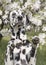 Cute happy dalmatian dog puppy sitting near the summer tree