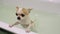 Cute, happy dog of the Chihuahua breed, boy, takes water procedures, washes.