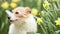 Cute happy dog face looking through the easter flowers and wagging tail in spring