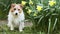 Cute happy dog sitting with daffodil flowers in the spring garden