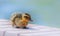 Cute happy duckling on a stone surface near water with blurred blue background