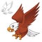 Cute Happy Eagle Falcon Hawk Flying Ready Pounce Prey with Line Art Drawing