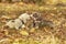 Cute happy ferret couple posing in sunny autumn park