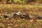 Cute happy ferret couple posing in sunny autumn park