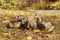 Cute happy ferret group posing in sunny autumn park