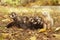 Cute happy ferret group posing in sunny autumn park