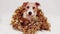 Cute happy funny christmas new year holiday pet dog in golden garland decoration