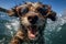 cute happy funny pretty beautiful dogs puppy doggy pet best friend swimming in pool or sea, wear sunglasses, water laps