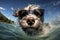 cute happy funny pretty beautiful dogs puppy doggy pet best friend swimming in pool or sea, wear sunglasses, water laps