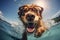 cute happy funny pretty beautiful dogs puppy doggy pet best friend swimming in pool or sea, wear sunglasses, water laps