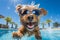 cute happy funny pretty beautiful dogs puppy doggy pet best friend swimming in pool or sea, wear sunglasses, water laps