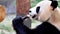 Cute happy giant panda eating fresh bamboo shoots. Close up view, 4K footage, slow motion