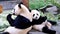 Cute happy giant panda family eating fresh bamboo shoots together, back by back, mother and child panda. Close up view, 4K footage